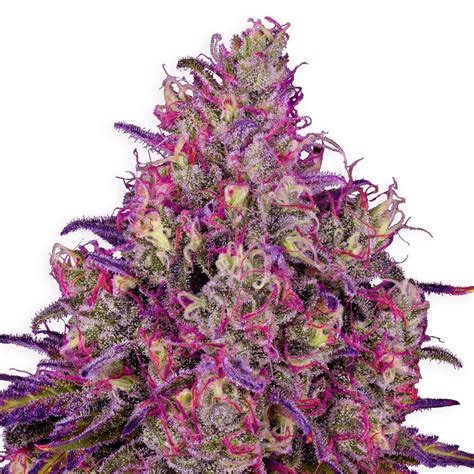 zamnesia seed|Buy Cannabis Seeds 